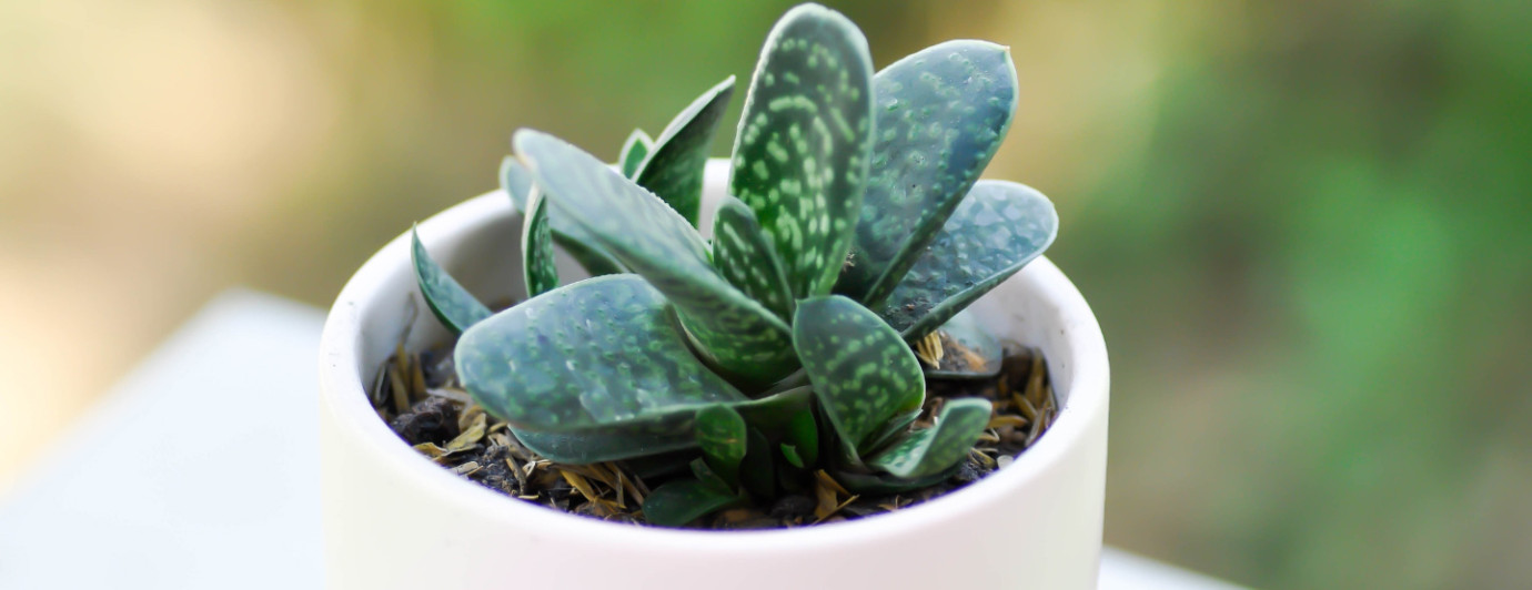 Gasteria - sukulent do uprawy w domu