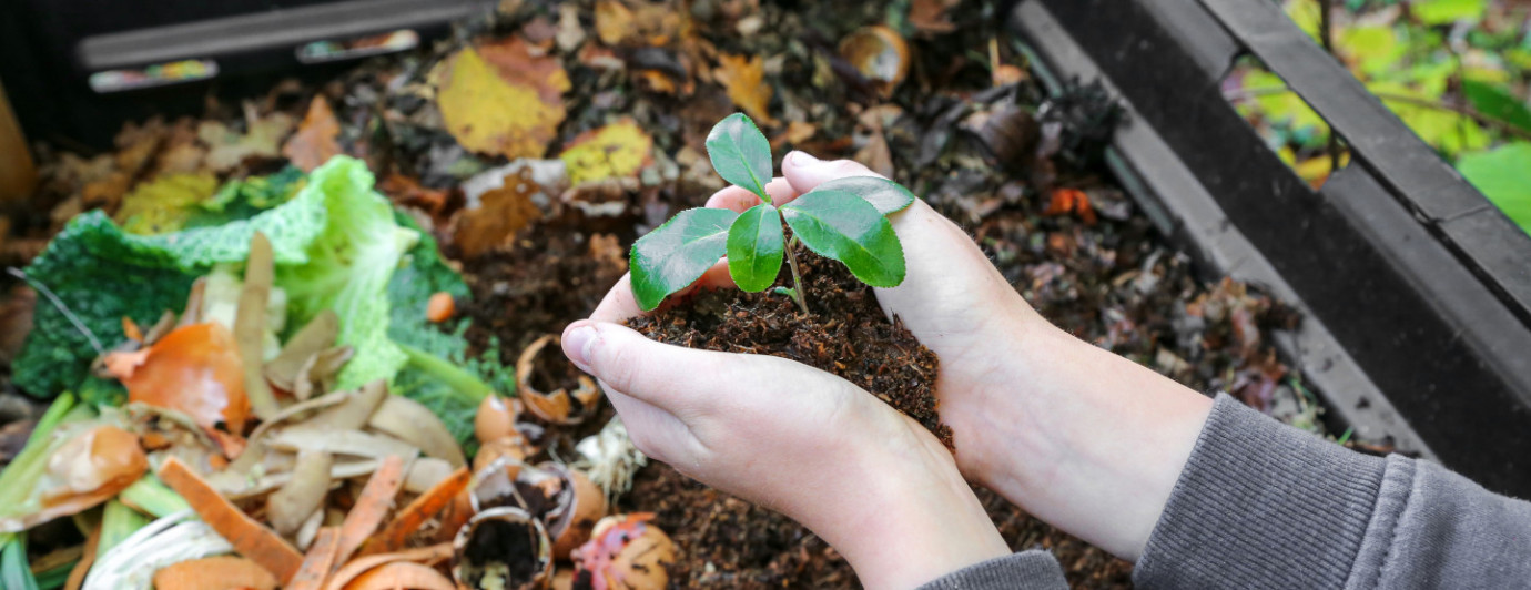 Gnojówka z ziemniaków – naturalny sposób na zdrowe rośliny ogrodowe