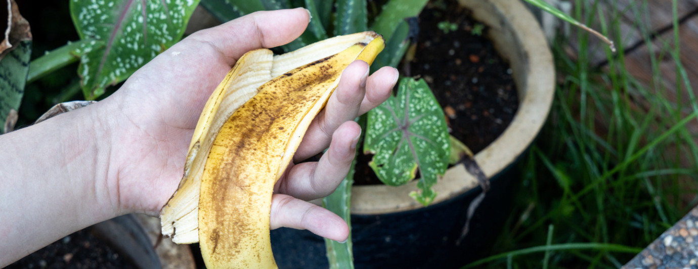 Nawóz z banana 