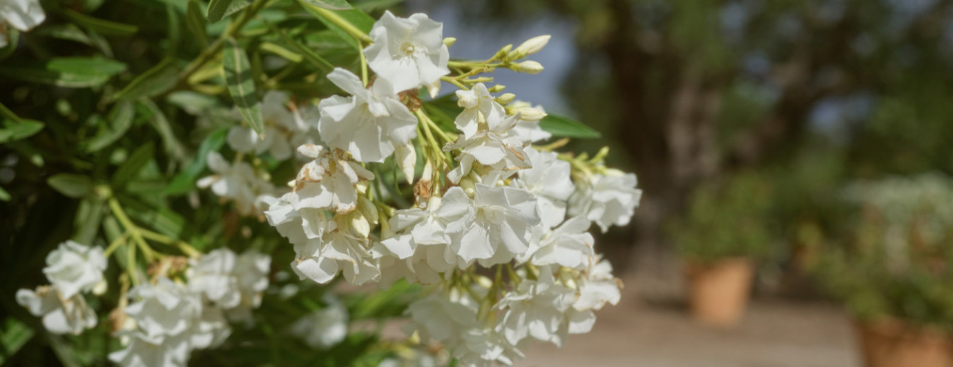 Oleander zimowanie – jak przezimować oleandra, by wiosną zachwycał kwiatami