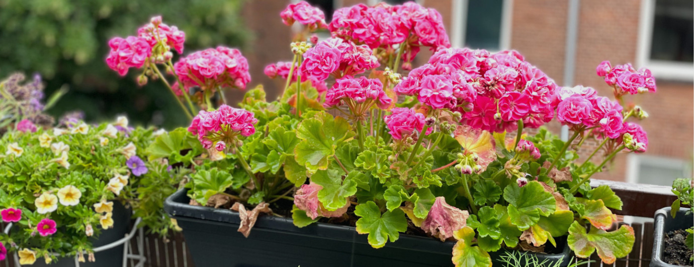 Pelargonia - królowa balkonów