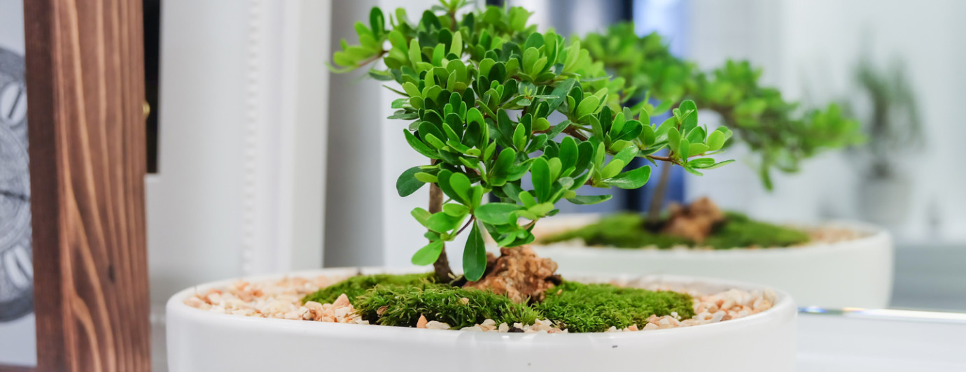 Jak dbać o drzewko bonsai w domu 