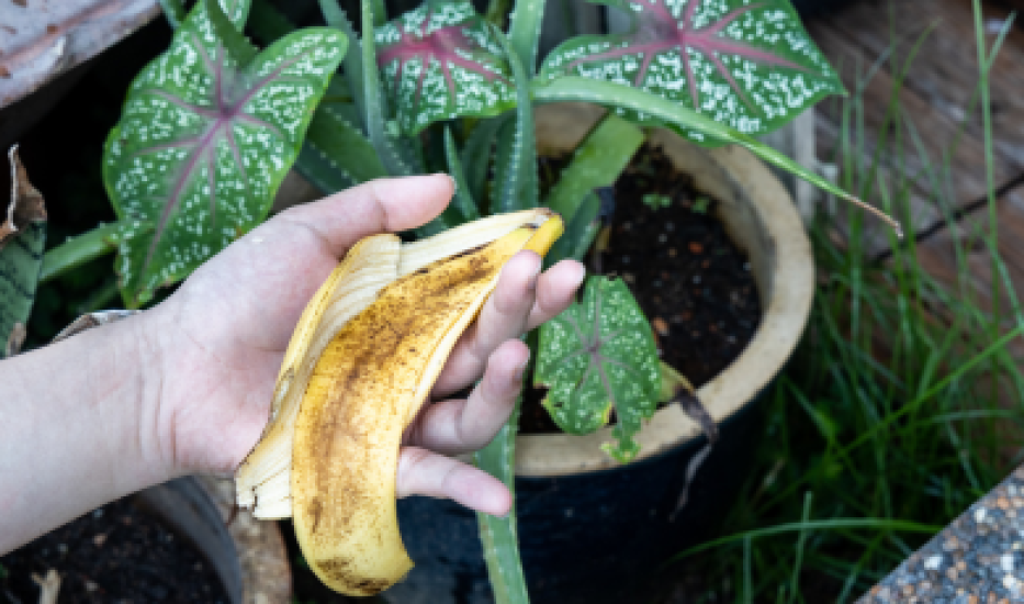 Nawóz z banana 