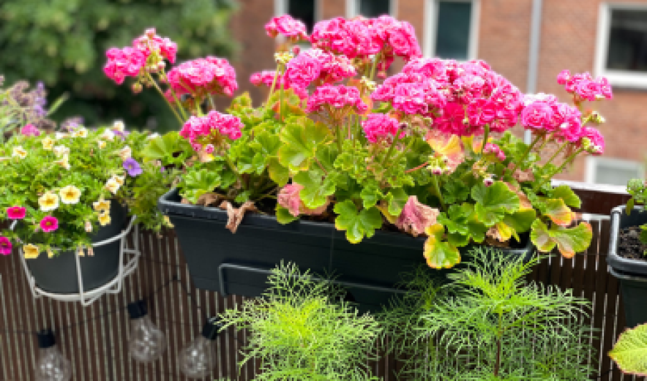 Pelargonia - królowa balkonów