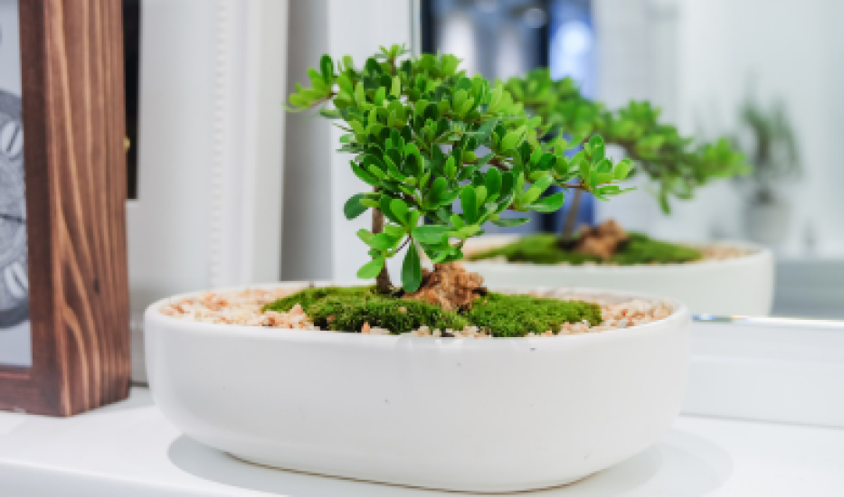 Jak dbać o drzewko bonsai w domu