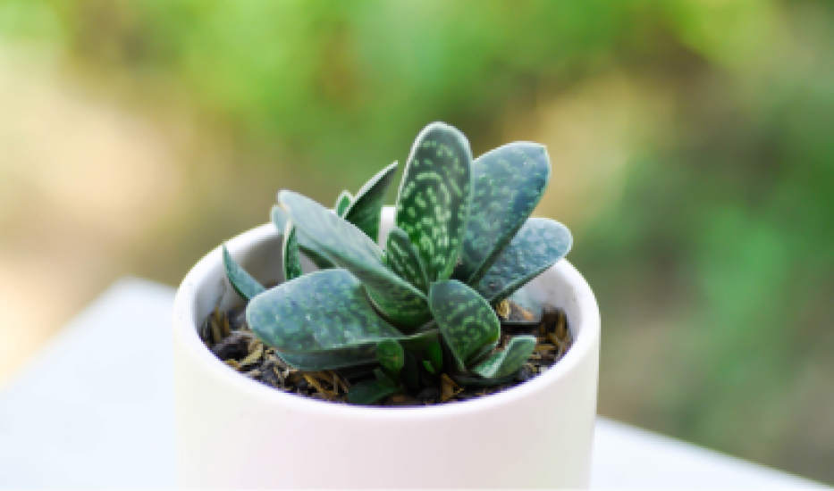 Gasteria - sukulent do uprawy w domu