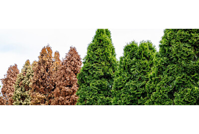 Choroby tui - rozpoznawanie, leczenie i zapobieganie