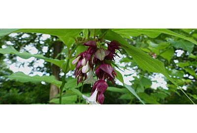 Oxytrees - drzewa tlenowe