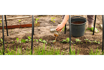 Gnojówka z chwastów – czy warto wykorzystać ją w ogrodzie?