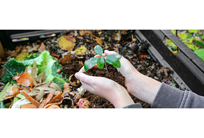 Gnojówka z ziemniaków – naturalny sposób na zdrowe rośliny ogrodowe