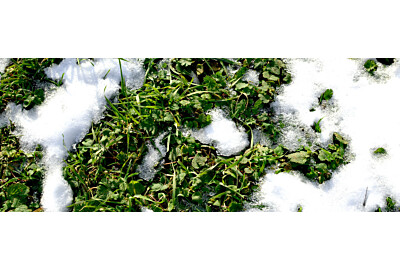 Jak zadbać o trawnik po zimie?