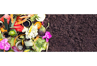 Jakie rośliny są najlepsze do produkcji gnojówki ogrodowej?