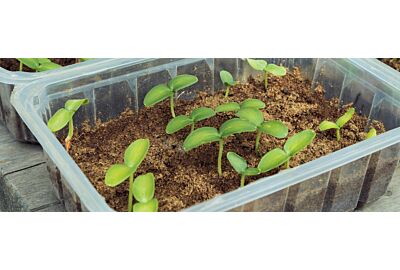 Japońska metoda uprawy ogórków