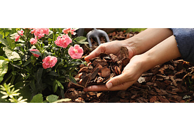 Kora w ogrodzie aranżacje: jak używać kory, by Twój ogród zachwycał