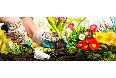 Jakie kwiaty do ogrodu