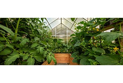 Mikroklimat w szklarniach - temperatura, wilgotność, oświetlenie