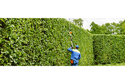 Niewymagające rośliny na żywopłot: jak stworzyć zieloną ścianę bez wysiłku