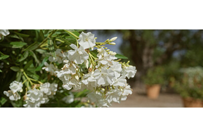 Oleander zimowanie – jak przezimować oleandra, by wiosną zachwycał kwiatami