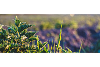 Oprysk z pokrzywy – naturalny środek na mszyce i wzmocnienie roślin