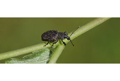 Opuchlaki w ogrodzie