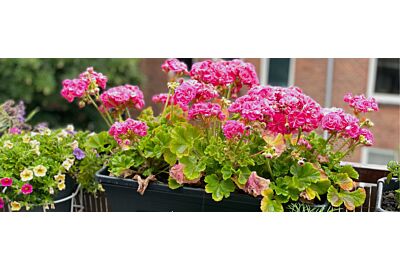 Pelargonia - królowa balkonów