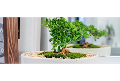 Jak dbać o drzewko bonsai w domu 