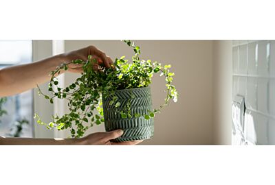 Rośliny pochłaniające wilgoć