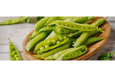 Uprawa roślin strączkowych