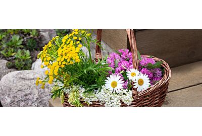 Rośliny lecznicze w ogrodzie