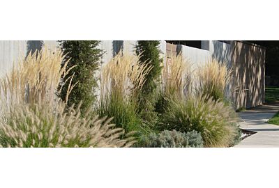 Trawy ozdobne w ogrodzie 