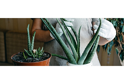 Uprawa aloesu w domu: sekrety pielęgnacji krok po kroku