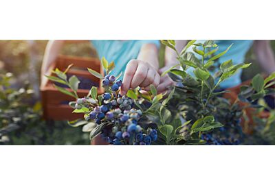 Uprawa borówki amerykańskiej 