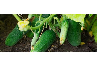 zielone ogorki gruntowe ulozone na talerzu