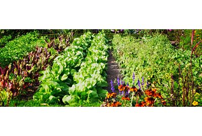 Uprawa roślin - choroby, szkodniki, susze