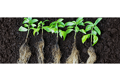 Zbyt gęste sadzenie roślin 