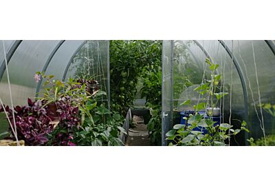 zielony tunel ogrodowy na trawie