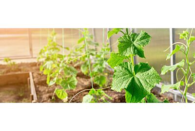 rośliny szklarniowe_miniatruka_focus garden _artykul