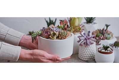 Pielęgnacja sukulentów doniczkowych 