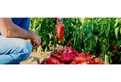 Uprawa papryki w tunelu krok po kroku