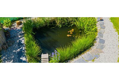 oczko wodne uprawa roslin w wodnych ogrodach