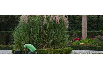 Błędy w pielęgnacji traw ozdobnych