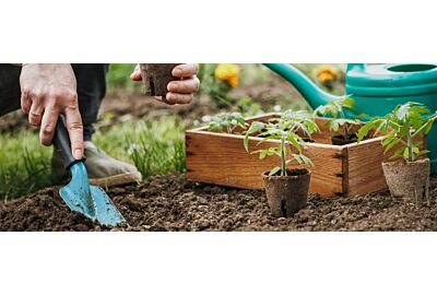 Błędy początkujących ogrodników