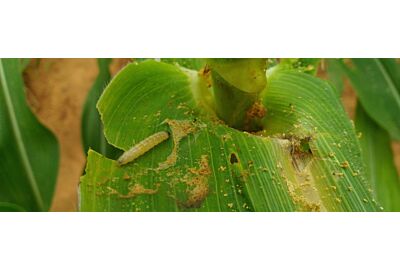 Czy rośliny się stresują?