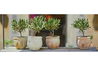 Drzewko oliwne – jak o nie dbać