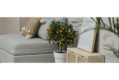 Drzewo cytrusowe w donicy 