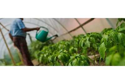 Folia ogrodowa - co pod nią uprawiać?