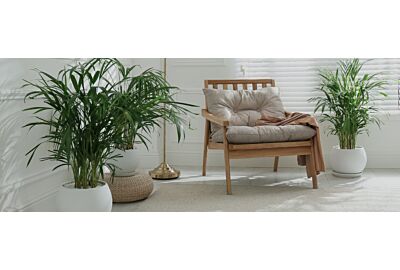 palma w doniczce w nowoczesnym salonie z pieknymi meblami i puszystym dywanem w szarym kolorze