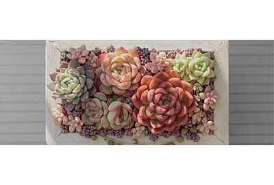 Styl Kawaii. Pastelowy trend w ogrodzie