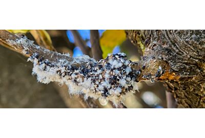 Bawełnica Korówka - skuteczne metody zwalczania i profilaktyki