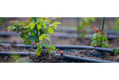 Nawadnianie szklarni: jak zrobić prosty system kropelkowy?